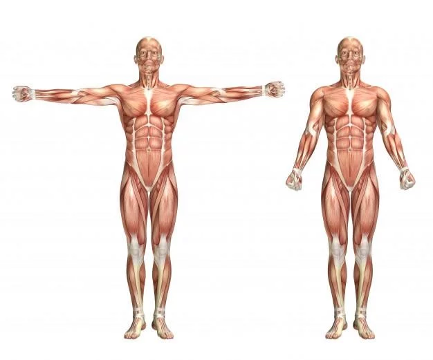 Sistema muscular do corpo humano representado em manequim 2d